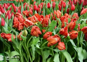 Tulipa Red Bright Parrot ® (2)